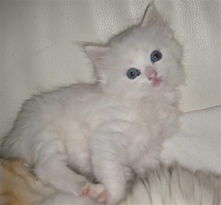 Ragdoll Nynne - Nynne 6 uger. billede 5