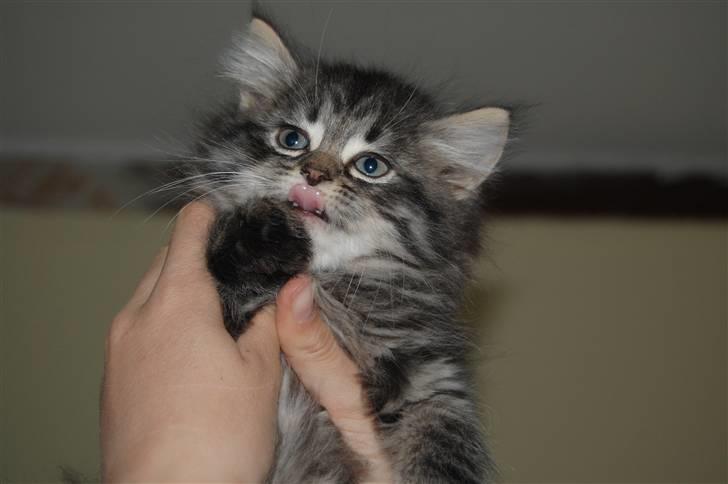 Blanding af racer Emma billede 1