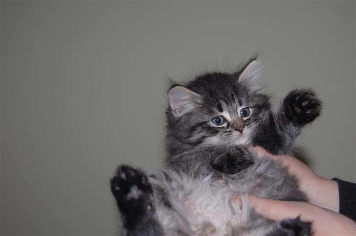 Blanding af racer Emma billede 2