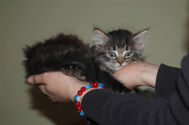 Blanding af racer Emma billede 3