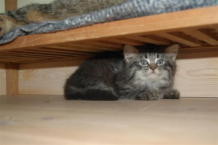 Blanding af racer Emma billede 4