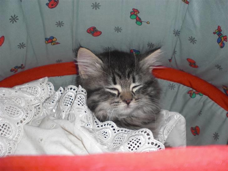 Blanding af racer Emma billede 5