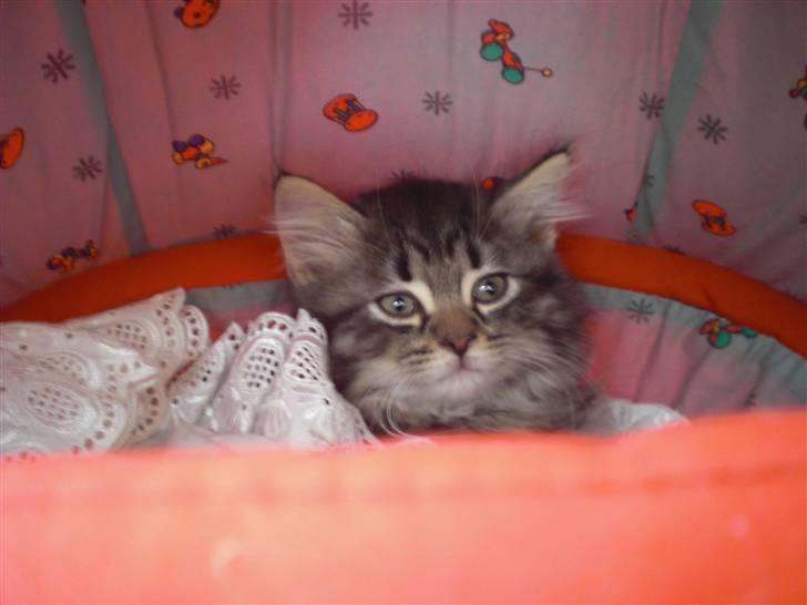 Blanding af racer Emma billede 6