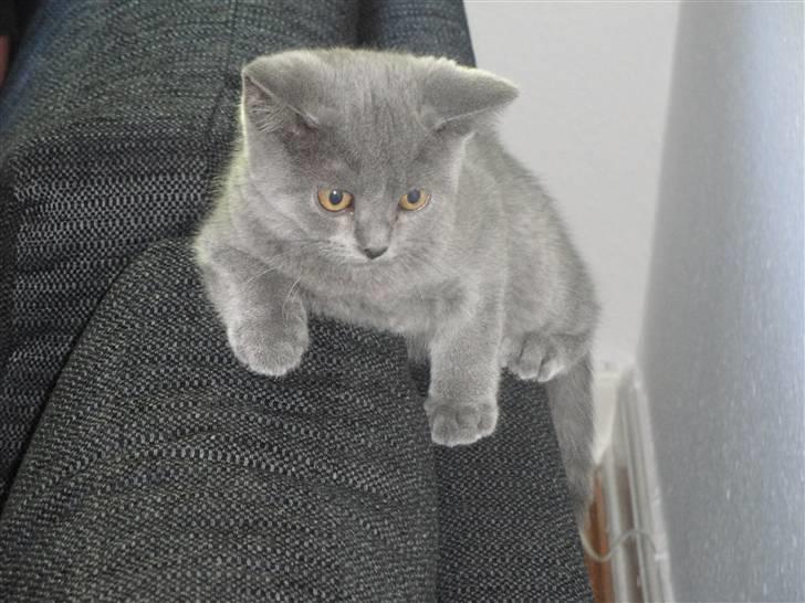 British Shorthair Batman billede 1