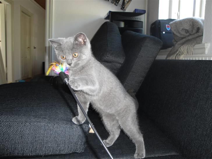 British Shorthair Batman billede 2