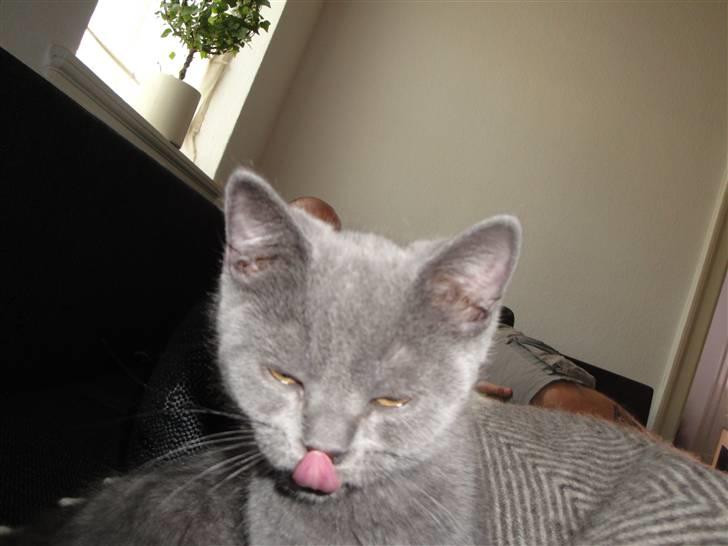 British Shorthair Batman billede 3