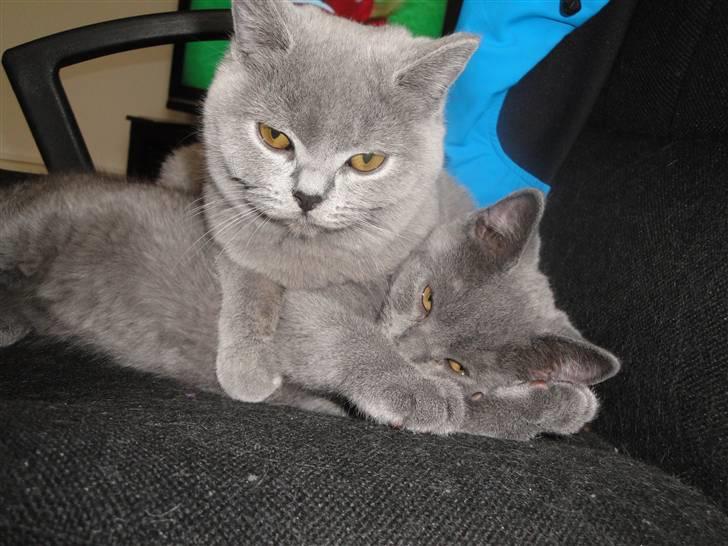 British Shorthair Batman - Fritte (min anden brite) elsker at nusse med Batman. billede 4