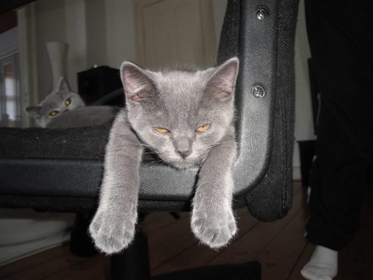 British Shorthair Batman billede 5