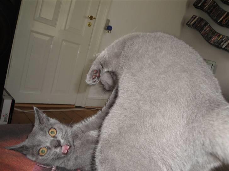 British Shorthair Batman - Batman elsker at spille offeret når de leger og sloges. billede 6