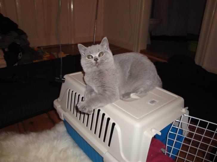 British Shorthair Pomfrit (Fritte) billede 4