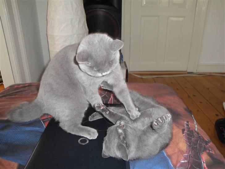 British Shorthair Pomfrit (Fritte) billede 5