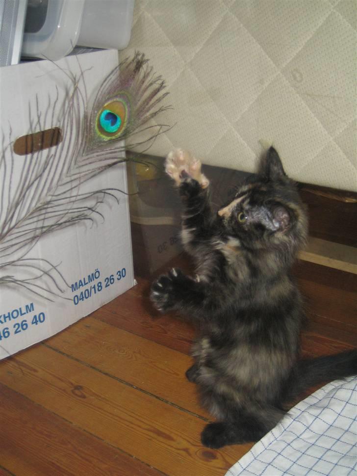 Blanding af racer Bellatrix billede 4