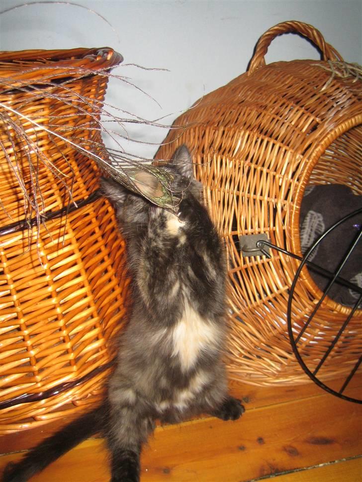 Blanding af racer Bellatrix billede 5