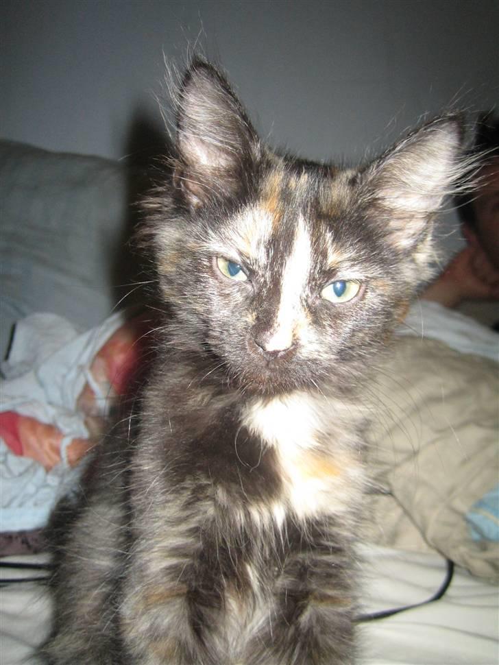 Blanding af racer Bellatrix - How you doin´? billede 6