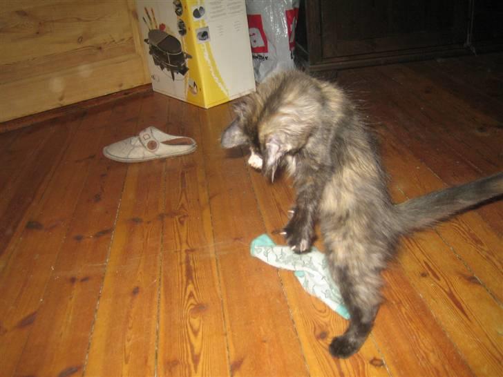 Blanding af racer Bellatrix - Den sok skal altså elimineres. NU! billede 7