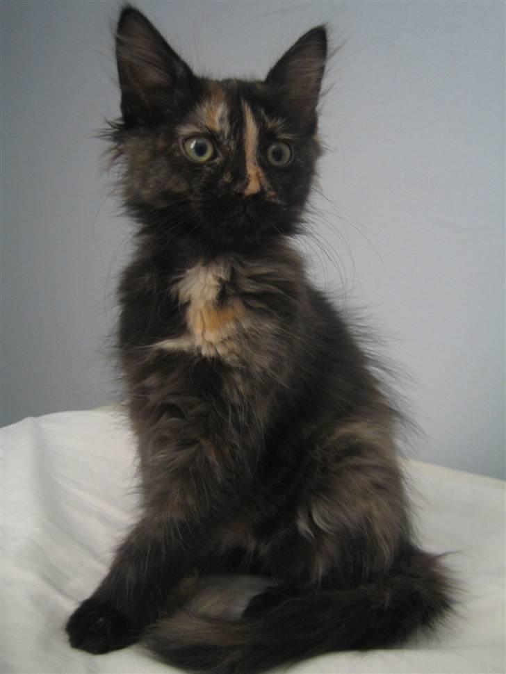 Blanding af racer Bellatrix - Vi er lidt model og vi ved det godt. billede 8