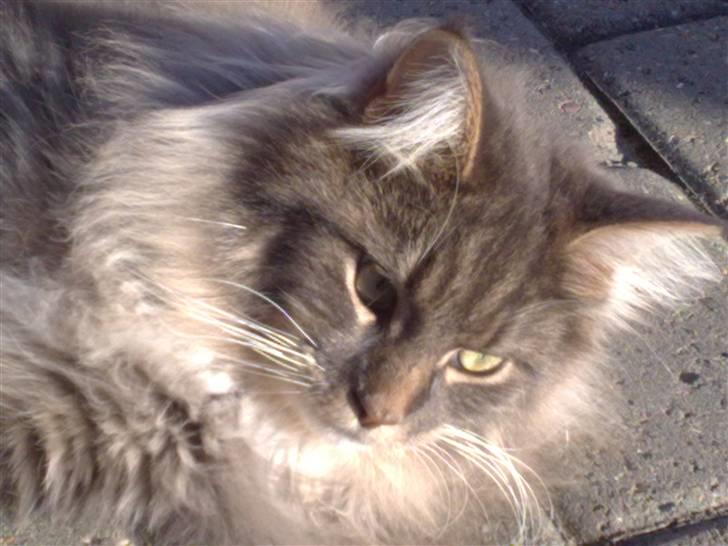 Maine Coon Baku billede 1