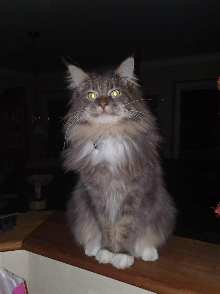 Maine Coon Baku billede 2