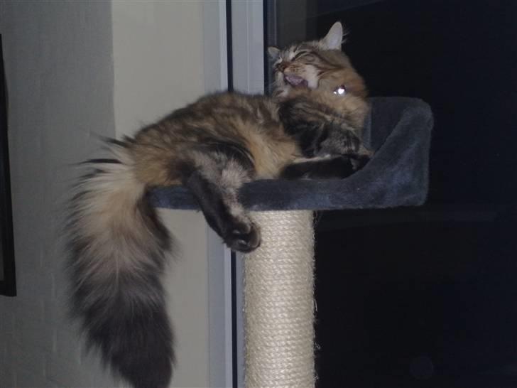 Maine Coon SOLGT Cleopetra - Her er man konge billede 1