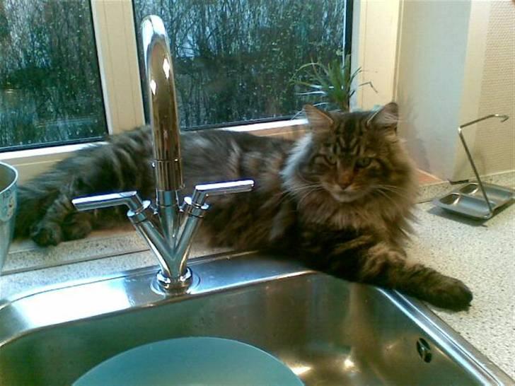 Maine Coon SOLGT Cleopetra - Farmand Mikkel billede 2