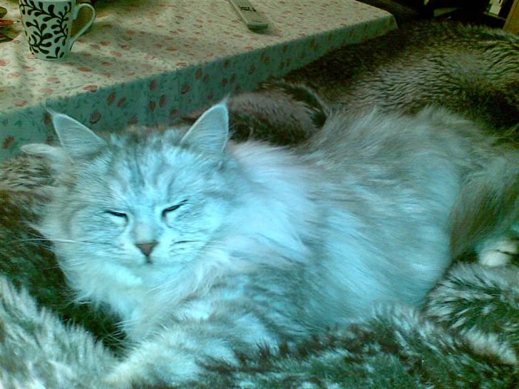 Maine Coon SOLGT Cleopetra - Mor Sofie billede 3