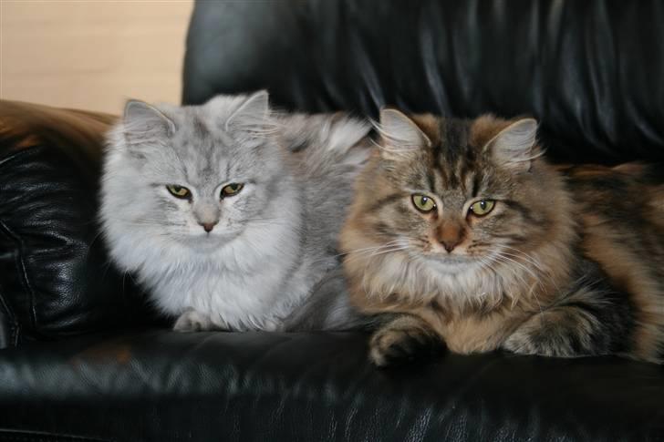 Maine Coon SOLGT Cleopetra - Min helsøster billede 4