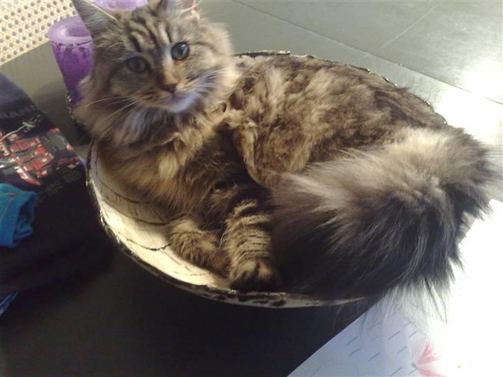 Maine Coon SOLGT Cleopetra - Min mors hjemmelavede keramik kan bruges til meget:) billede 5