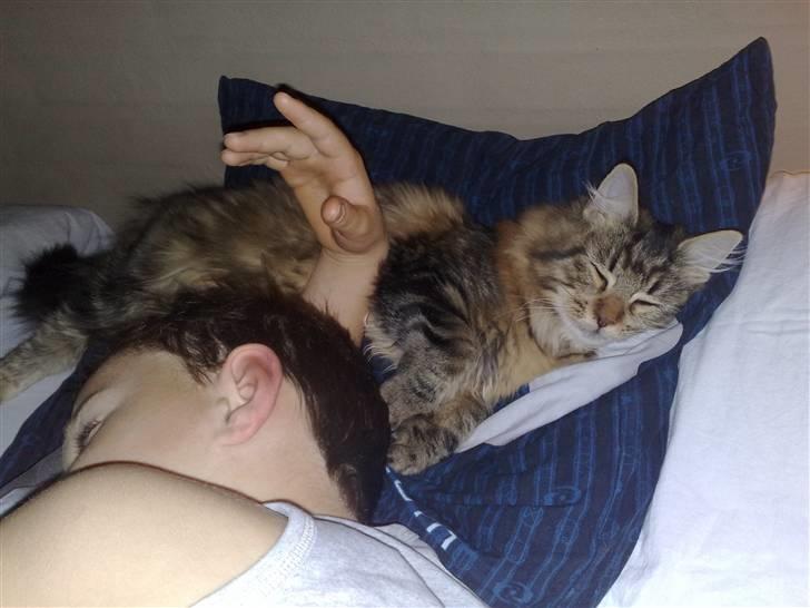 Maine Coon SOLGT Cleopetra - Puttegøj billede 6