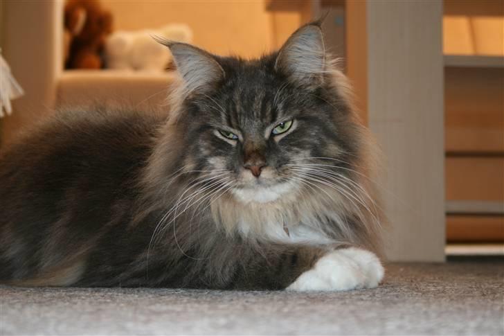 Maine Coon Baku billede 3