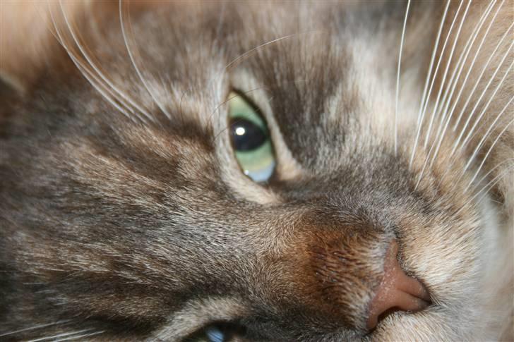 Maine Coon Baku billede 4