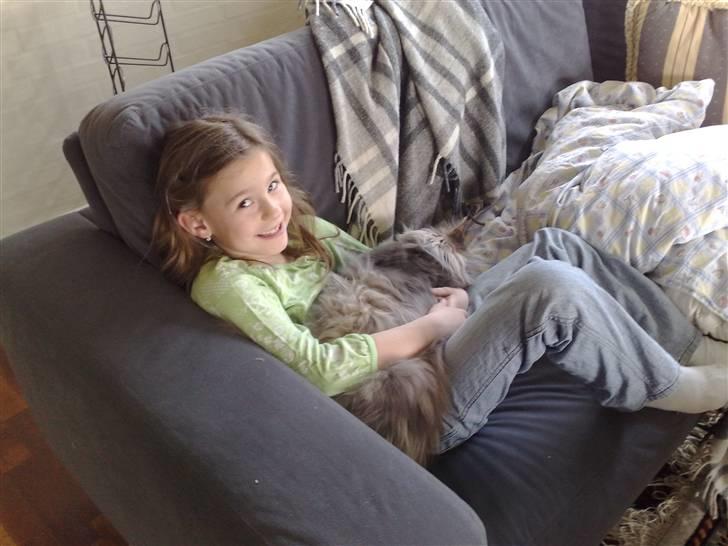 Maine Coon Baku billede 5