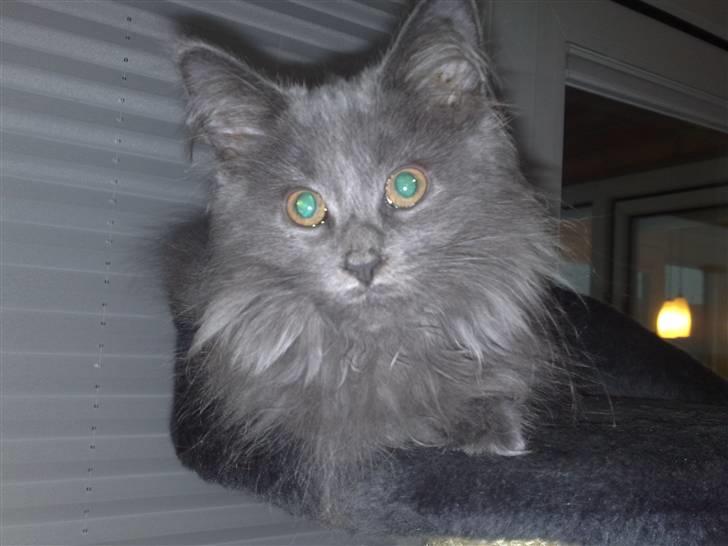 Maine Coon Mini billede 1