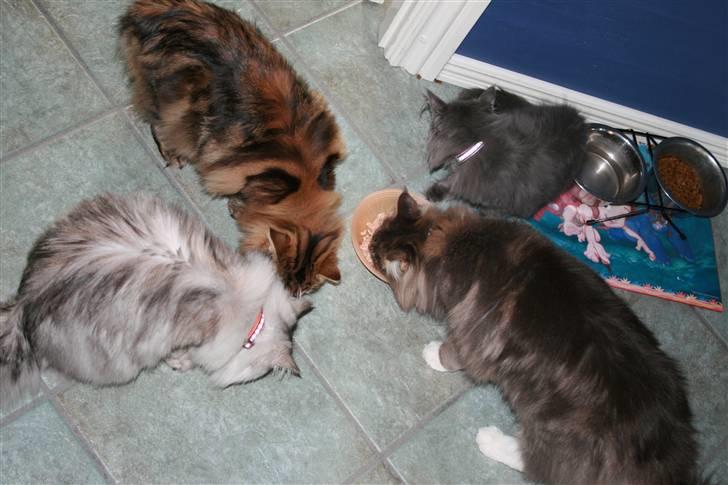 Maine Coon Mini billede 2