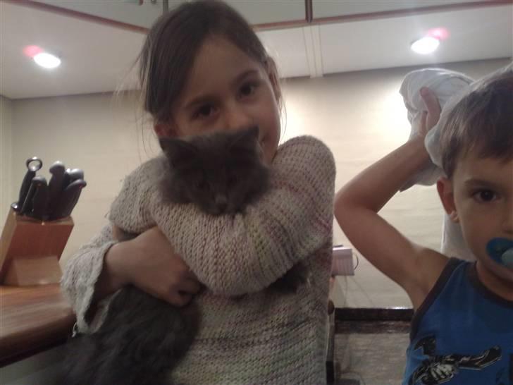 Maine Coon Mini billede 3