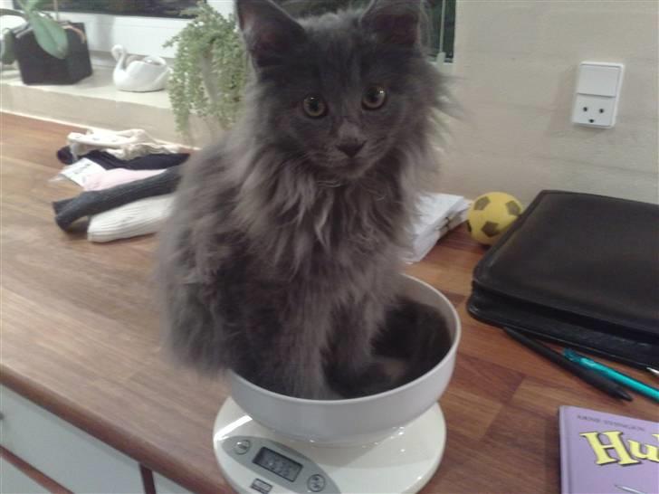 Maine Coon Mini billede 4