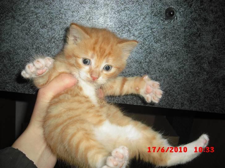 Blanding af racer Garfield<3 R.I.P - Krammer!!!! :D billede 1