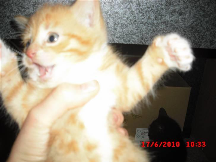 Blanding af racer Garfield<3 R.I.P - NEJ! nu gider jeg ik mere grrrr.!! :D billede 2