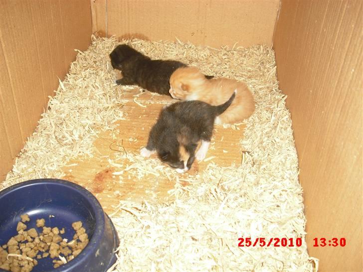 Blanding af racer Garfield<3 R.I.P billede 3