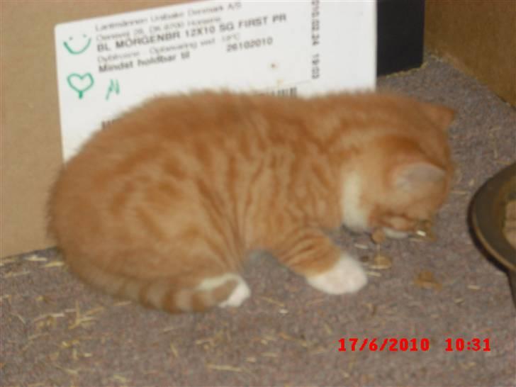 Blanding af racer Garfield<3 R.I.P - Første gang han smager på rigtig katte mad (opblødt) :) billede 4