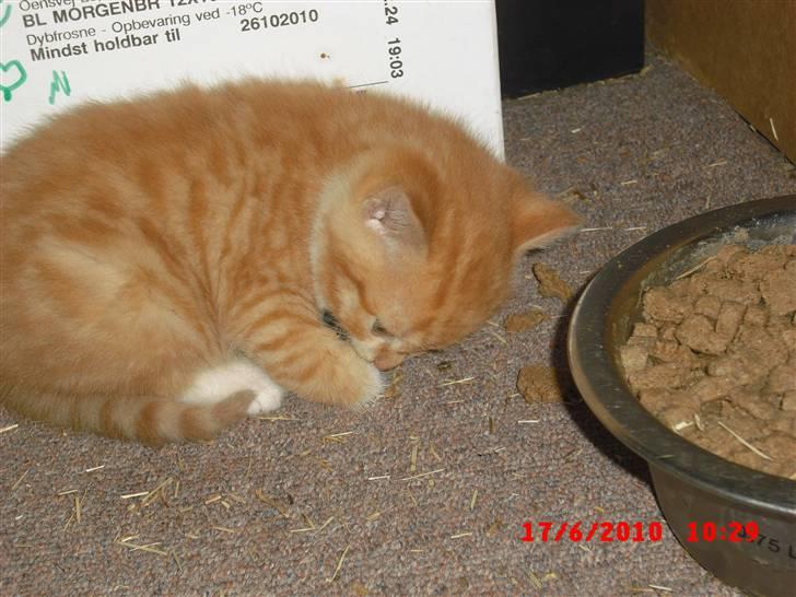 Blanding af racer Garfield<3 R.I.P billede 5