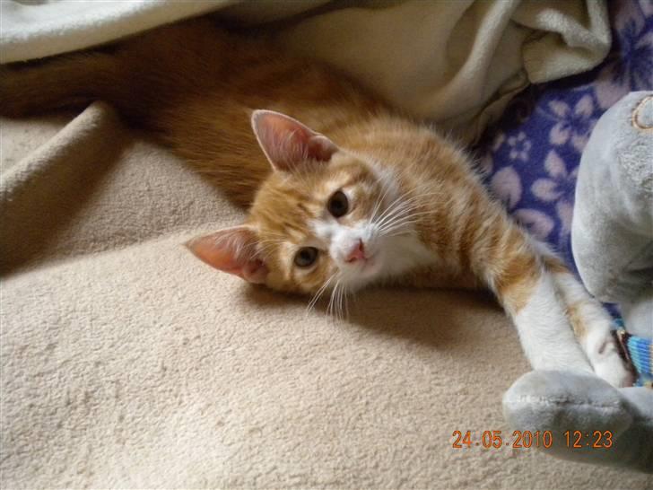 Huskat Lucky Solgt - Velkomme til Luckys profil billede 1