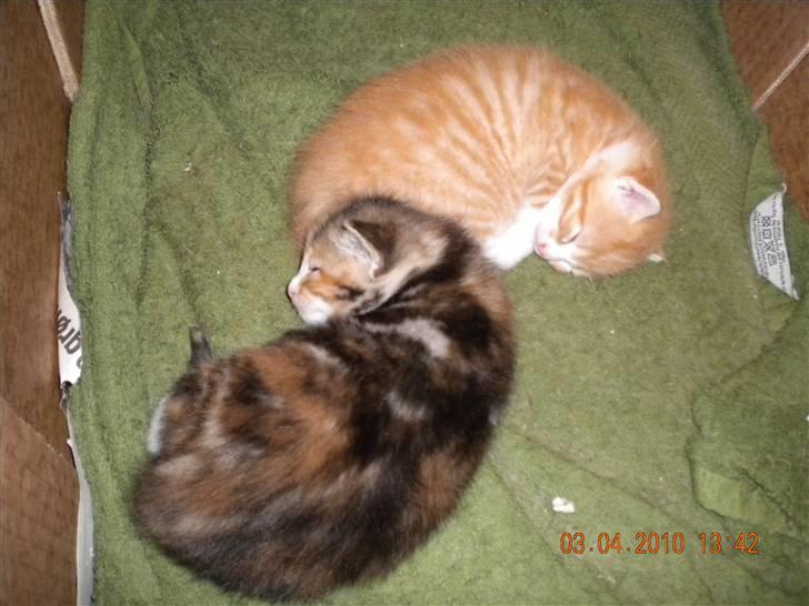 Huskat Lucky Solgt - Mig som lille billede 2