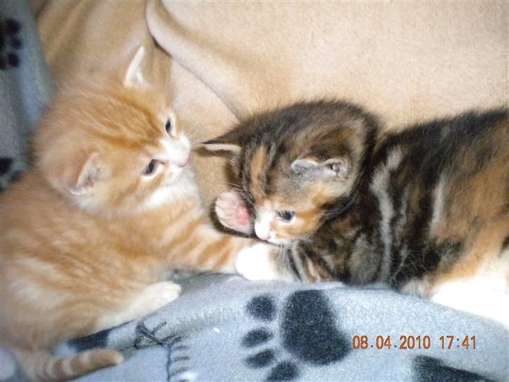 Huskat Lucky Solgt - Er sammen med min søster billede 3