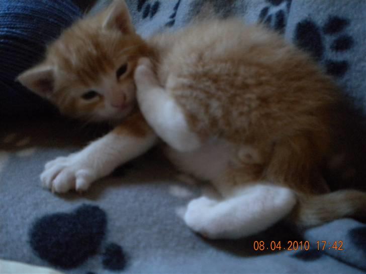 Huskat Lucky Solgt - skal lige vaske billede 4