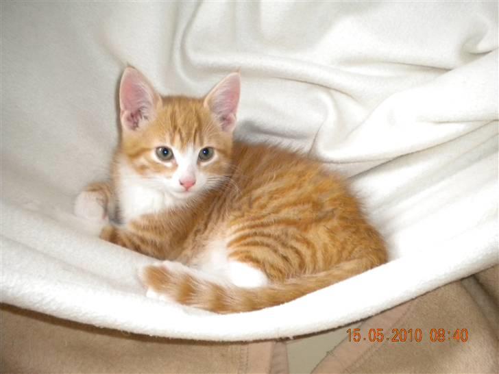 Huskat Lucky Solgt - Mig igen  billede 6