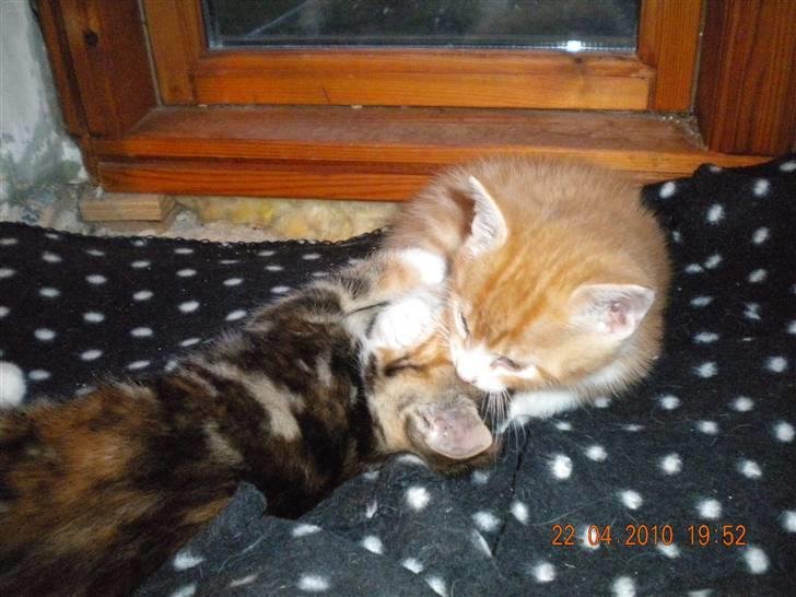 Huskat Lucky Solgt - Lege med min søster billede 7