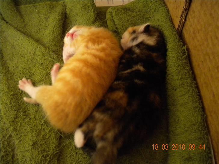 Huskat Lucky Solgt - mig som lille billede 8