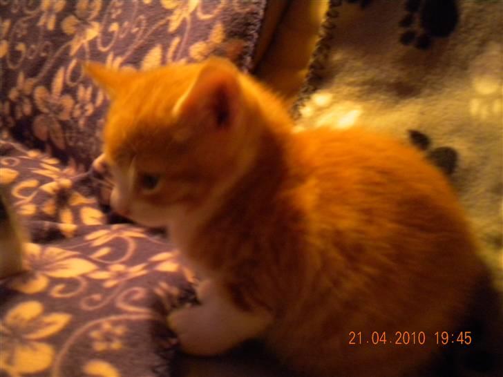 Huskat Lucky Solgt - Mig igen  billede 9