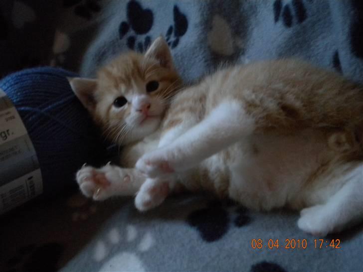 Huskat Lucky Solgt - Her ligge jeg billede 10