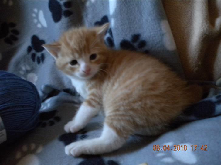 Huskat Lucky Solgt - Tak for besøg billede 11